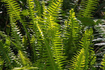 Matteuccia. Leaves of the fern.