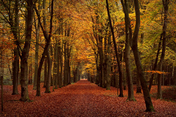 Fototapeta premium Herbstwald