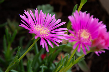 fiori