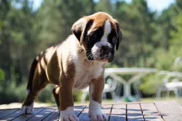 Magnifique chiot Boxer fauve marqué en blanc