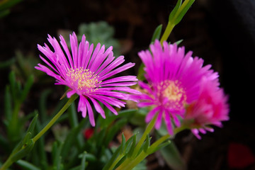 fiori