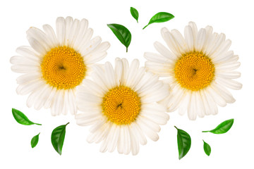 Three chamomile or daisies with leaves isolated on white background. Top view. Flat lay