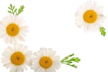 Obraz premium chamomile or daisies with leaves isolated on white background with copy space for your text. Top view. Flat lay