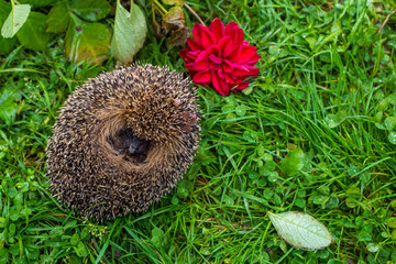 Hedgehog in the grass