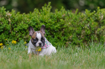 Bulldog puppy with yellow flower in mouth
