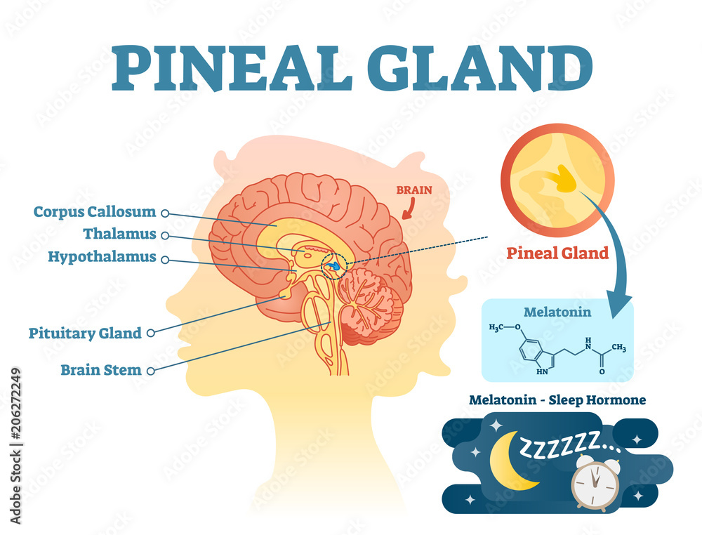 Wall mural Pineal gland anatomical cross section vector illustration diagram with human brains.