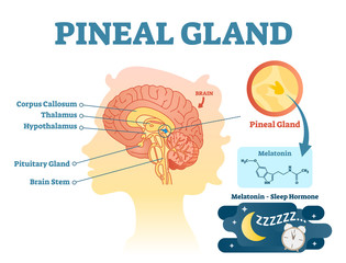 Pineal gland anatomical cross section vector illustration diagram with human brains. - obrazy, fototapety, plakaty