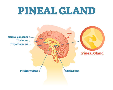 Pineal gland anatomical cross section vector illustration diagram with human brains.
