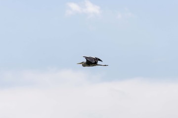 Stork bird flying away