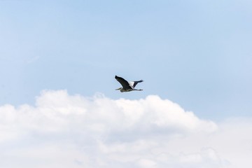 Stork bird flying away