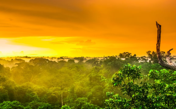 Fototapeta Sunset over the trees of the rain forest in Brazil