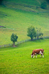 Naklejka premium Italian red pied cow grazing