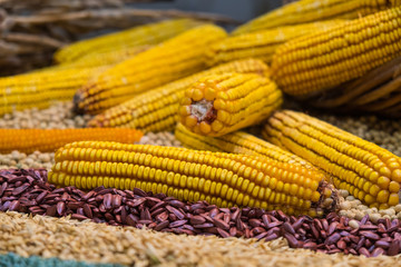 Assortment of corn kernels arranged on decorative grain seeds