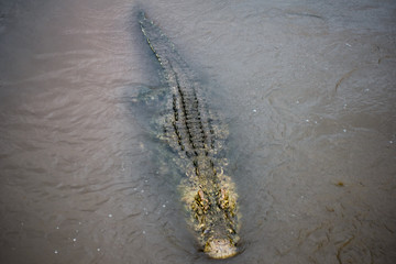 Up close Nile Crocodile in river 
