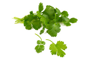 bundle of cilantro isolated on white