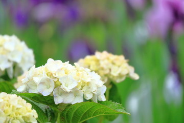 紫陽花と花しょうぶ