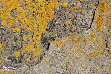 Close up of fungus mould on wall, textured effect, design element