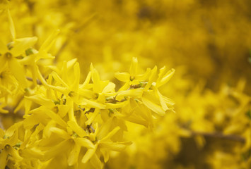 Nice yellow blossoming forsythia branches at springtime. Yellow background