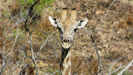 South Africa Pilanesberg National Park