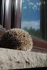 Hedgehog Huffing on Ledge
