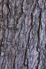 Maple tree bark