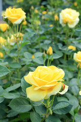 黄色いバラ