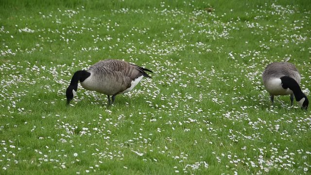 Canada geese in the grass in Kew Gardens, London
