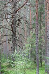 Old pine in forest on the Kurgalsky peninsula in the Leningrad region, Russia