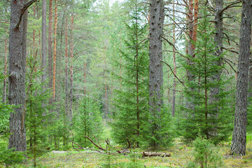 Pine forest on the Kurgalsky peninsula in the Leningrad region, Russia