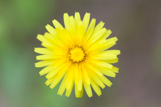 Yellow flower Hieracium pilosella close-up