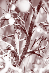 Snow covered branches