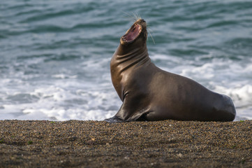 Fototapeta premium Mother sea lion, Patagonia