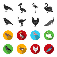 Crow, ostrich, chicken, peacock. Birds set collection icons in black,flet style vector symbol stock illustration web. © pandavector