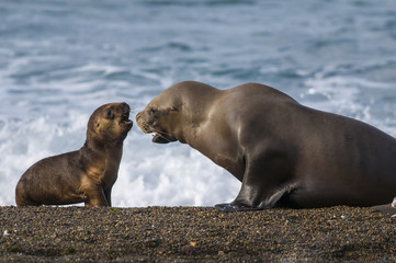 Fototapeta premium Mother and baby sea lion, Patagonia