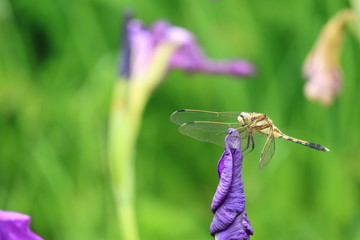 Fototapete bei efototapeten.de bestellen   