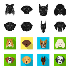 Muzzle of different breeds of dogs.Dog of the breed St. Bernard, golden retriever, Doberman, Dalmatian set collection icons in black,flet style vector symbol stock illustration web. © pandavector