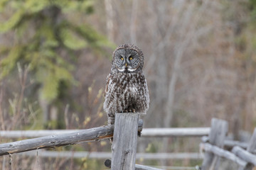 Great Gray Owl