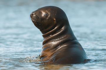 Obraz premium Sea Lion pup , Patagonia Argentina