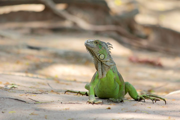 green iguana sitting on ground with nature background