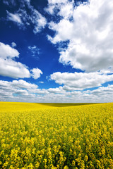 Obraz premium Flowering field of colza outdoors in spring