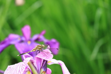花菖蒲とトンボ