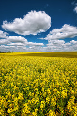 Fototapeta premium Flowering field of colza outdoors in spring