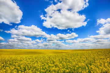 Flowering field of colza outdoors in spring