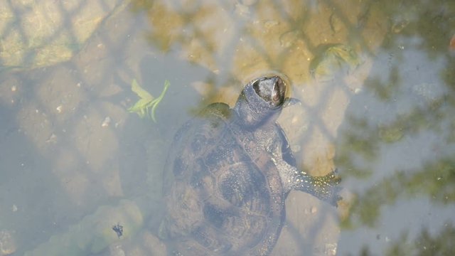 Turtle stuck her head out of the water. Turtle in the park in an artificial pond