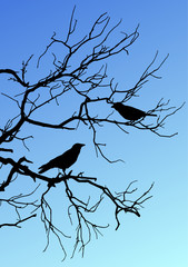 Black vector silhouettes of two birds sitting on a branch on blue background.