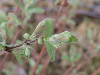 Tundra Honeyberry Bush