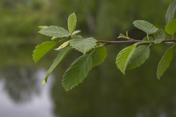 A photo of a green foliage close-up