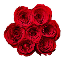 flower rose petal blossom red nature beautiful background