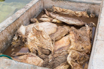 Tannery in Marrakech, Africa