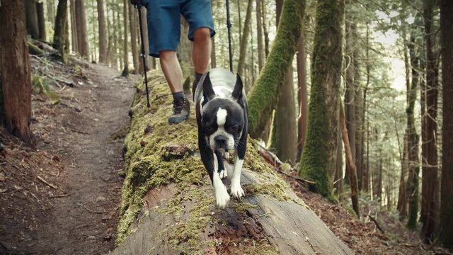 Boston Terrier Dog Hiking Green Forest